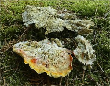 Plesňák karafiátový