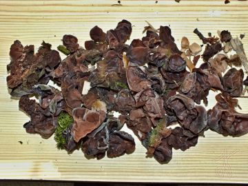 Boltcovitka ucho Jidášovo