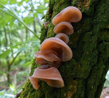 Boltcovitka ucho Jidášovo