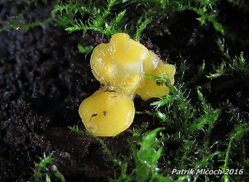 Voskovička citronová