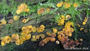 Voskovička citronová