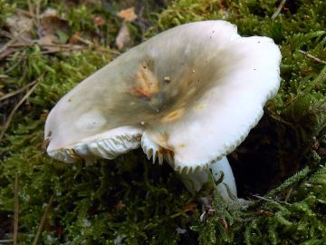 Holubinka trávozelená