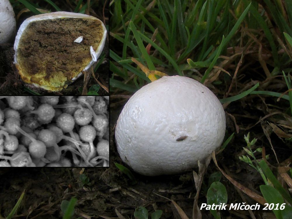 Prášivka černavá