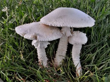 Muchomůrka Vittadiniho