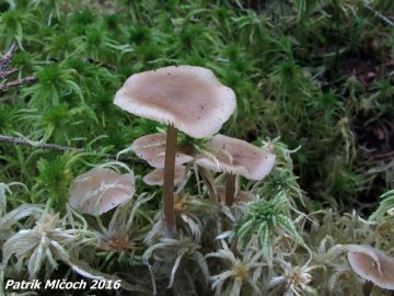 Penízovka rašeliníková