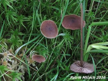 Penízovka rašeliníková