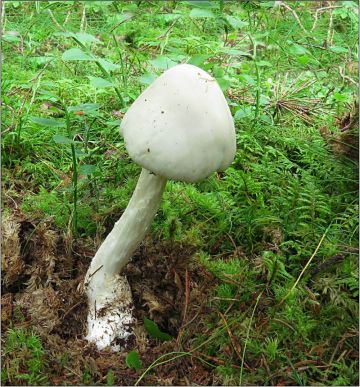 Muchomůrka jízlivá