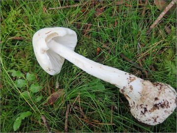 Muchomůrka jízlivá