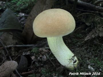 Hřib plstnatý
