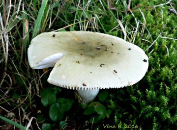 Holubinka trávozelená