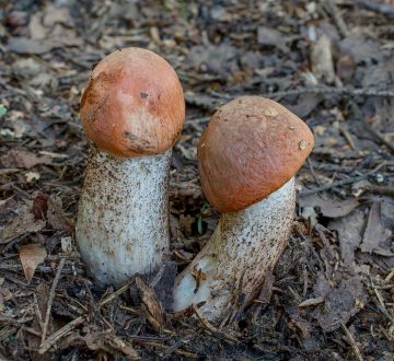 Křemenáč smrkový