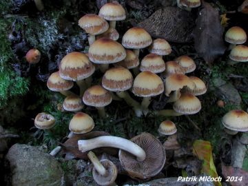 Křehutka vodomilná