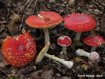 Muchomůrka červená