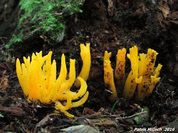 Krásnorůžek lepkavý