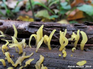 Krásnorůžek rohovitý