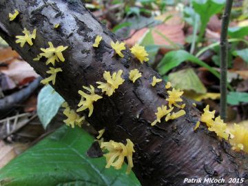 Krásnorůžek rohovitý