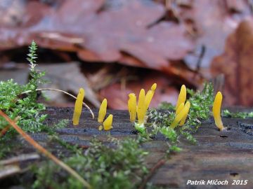 Krásnorůžek rohovitý