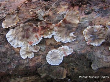 Pevník krvavějící