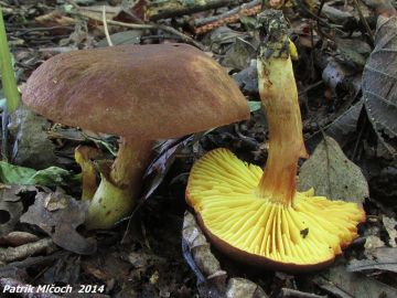 Lupenopórka červenožlutá