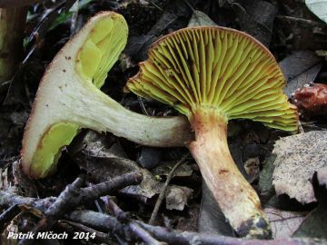 Lupenopórka červenožlutá