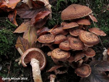 Václavka hlíznatá