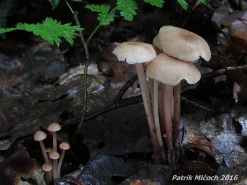 Penízovka splývavá