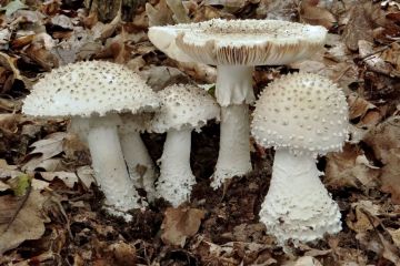 Muchomůrka ježohlavá