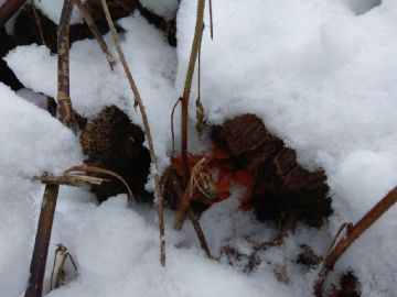 Penízovka sametonohá