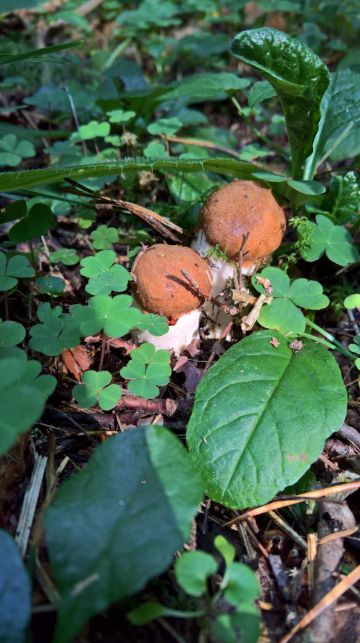 Křemenáč smrkový