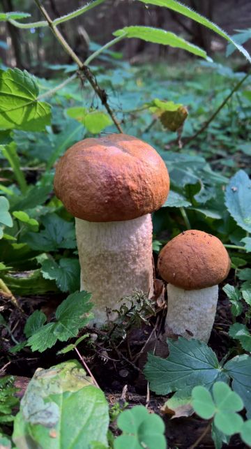 Křemenáč smrkový