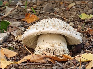 Muchomůrka ježohlavá