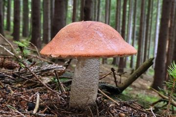 Křemenáč smrkový