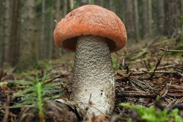 Křemenáč smrkový