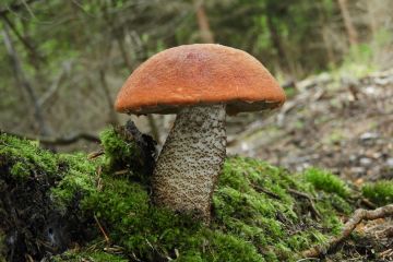 Křemenáč smrkový