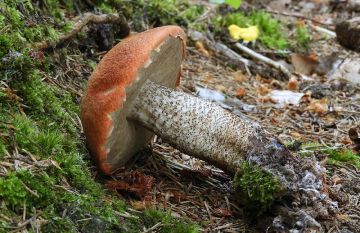 Křemenáč smrkový