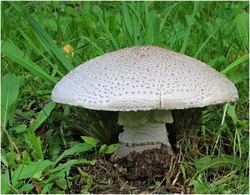 Muchomůrka ježohlavá