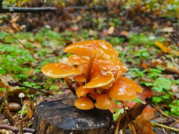 Penízovka sametonohá