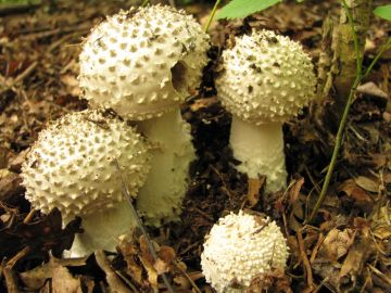 Muchomůrka ježohlavá