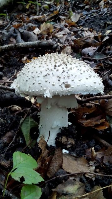 Muchomůrka ježohlavá