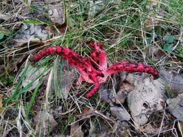 Květnatec Archerův