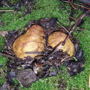 Kořenovec žlutavý