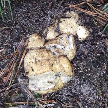 Kořenovec žlutavý