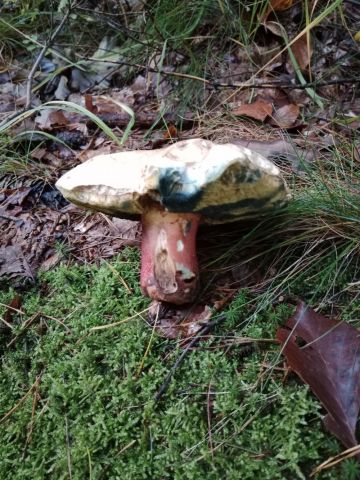 Hřib satan - hlohový