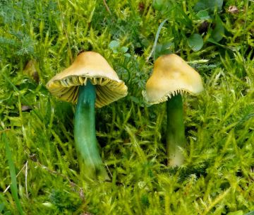 Voskovka papouščí