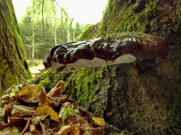 Lesklokorka jehličnanová