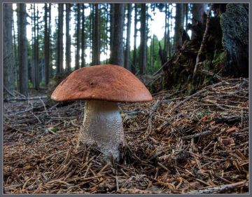 Křemenáč smrkový